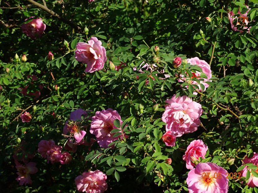  - Trandafiri 2022