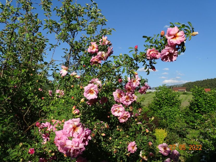  - Trandafiri 2022