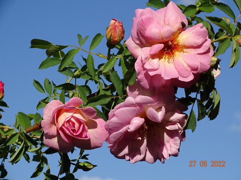  - Trandafiri 2022