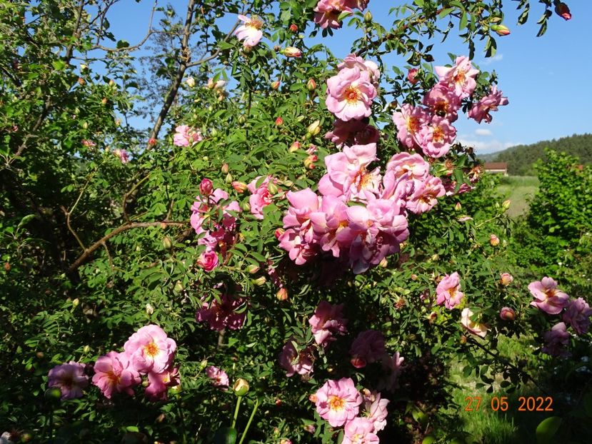  - Trandafiri 2022