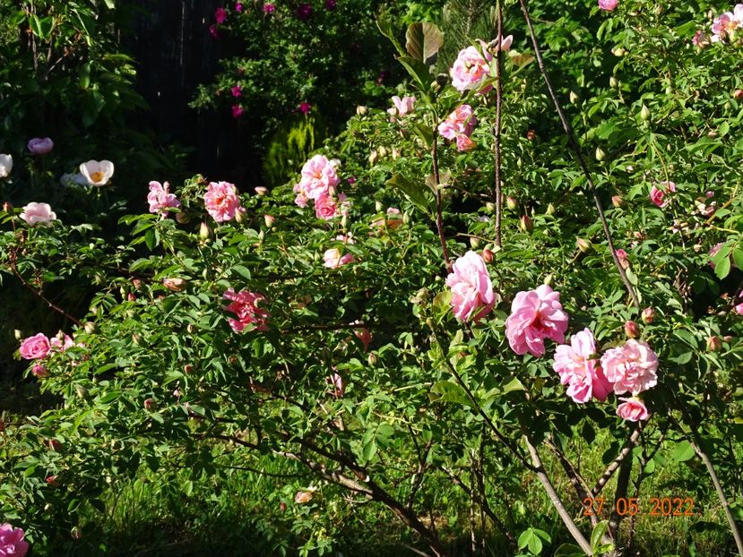  - Trandafiri 2022