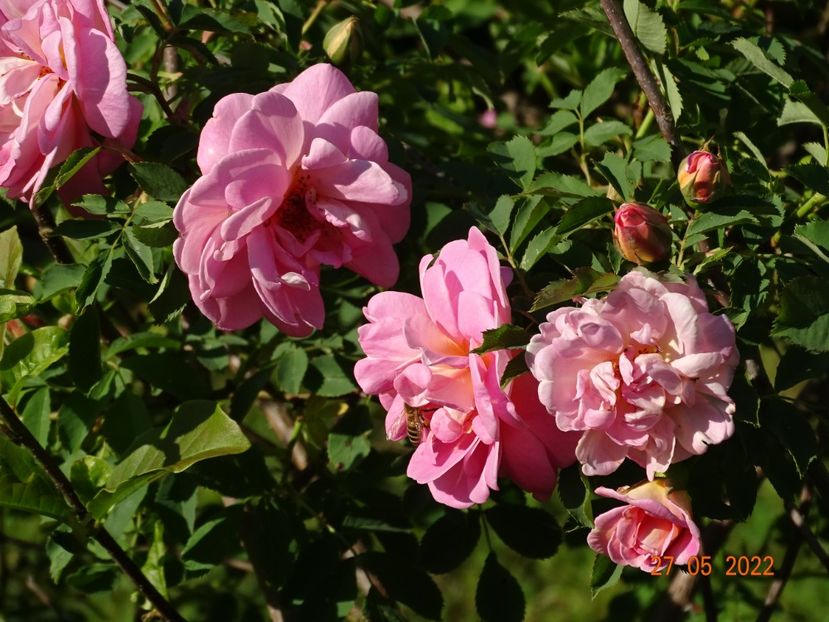  - Trandafiri 2022