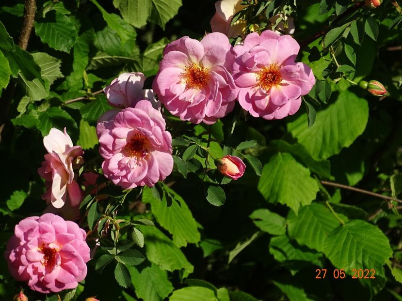  - Trandafiri 2022