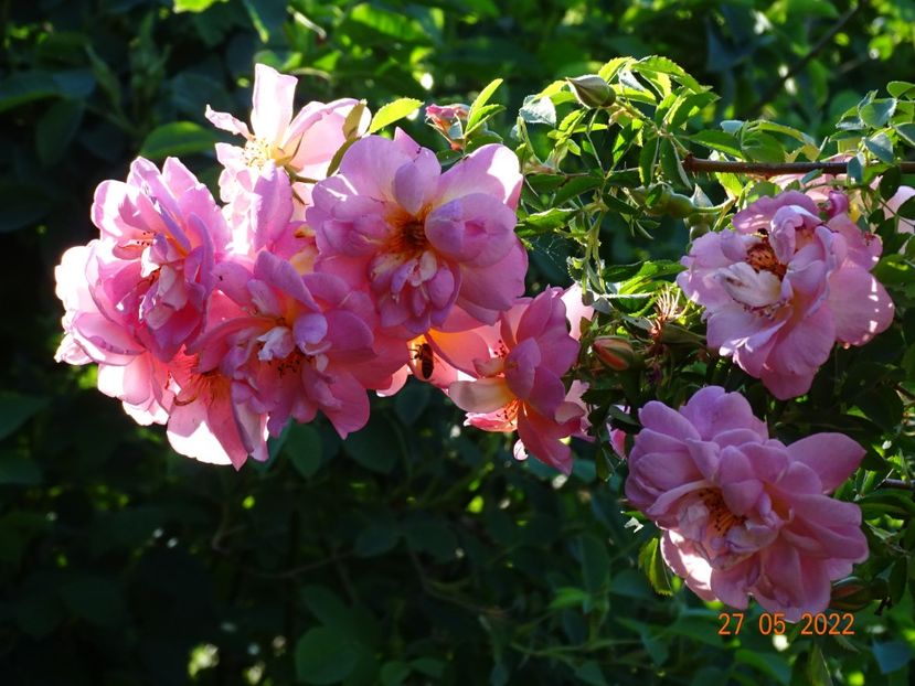  - Trandafiri 2022