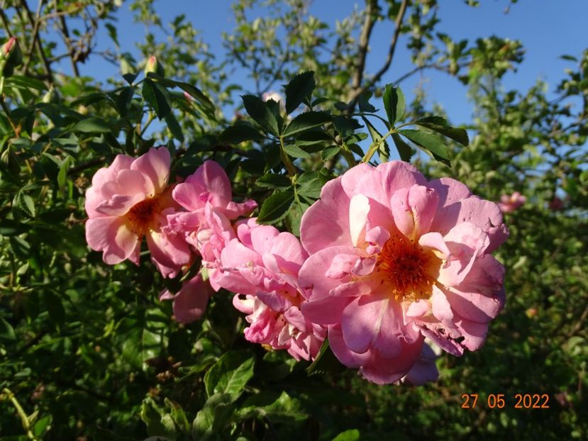  - Trandafiri 2022