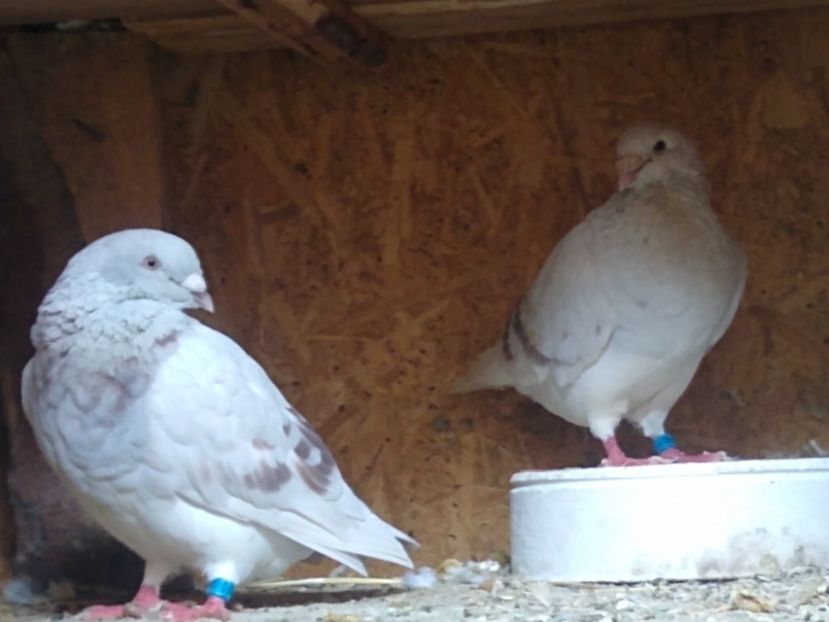 MVIMG_20220903_152037278 - Porumbei standard