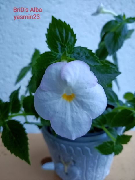 13.09.2022 - A-Achimenes BriDs