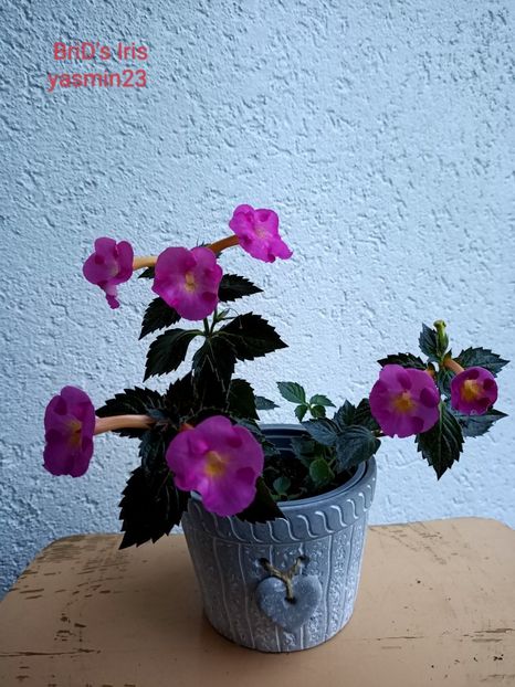 13.09.2022 - BriDs Iris