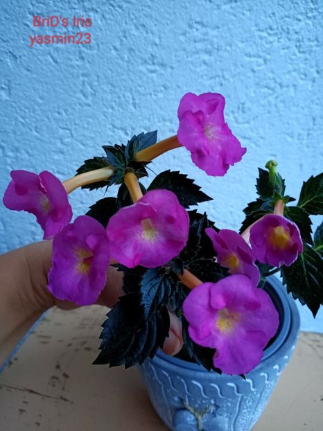 13.09.2022 - BriDs Iris