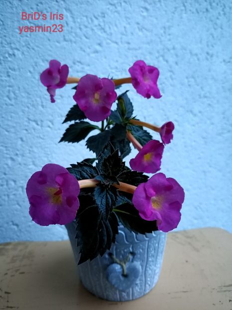 13.09.2022 - BriDs Iris