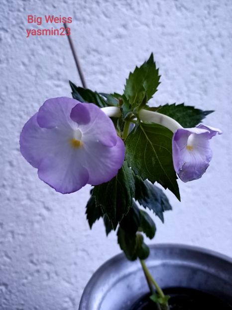 13.09.2022 - Achimenes 2022