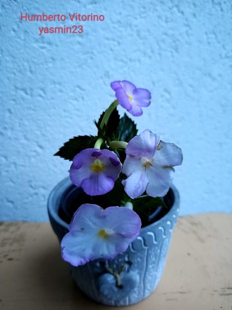 13.09.2022 - Achimenes 2022