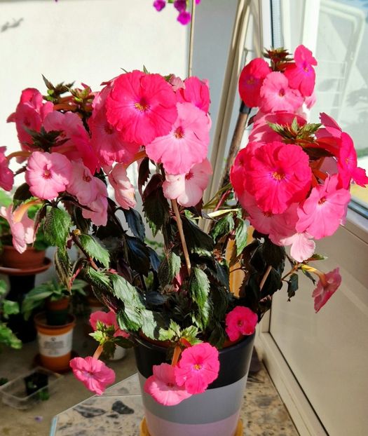  - Madame Bovary 2022