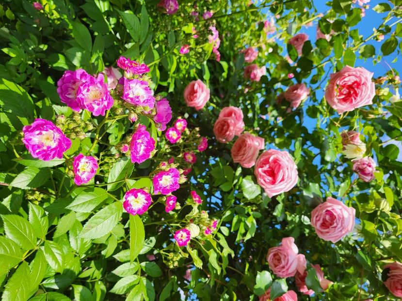 Coral Dawn - Coral Dawn