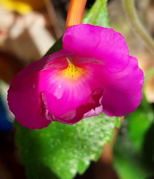 HIBRID necunoscut - AAA RIZOMI ACHIMENES DISPONIBILI -2023