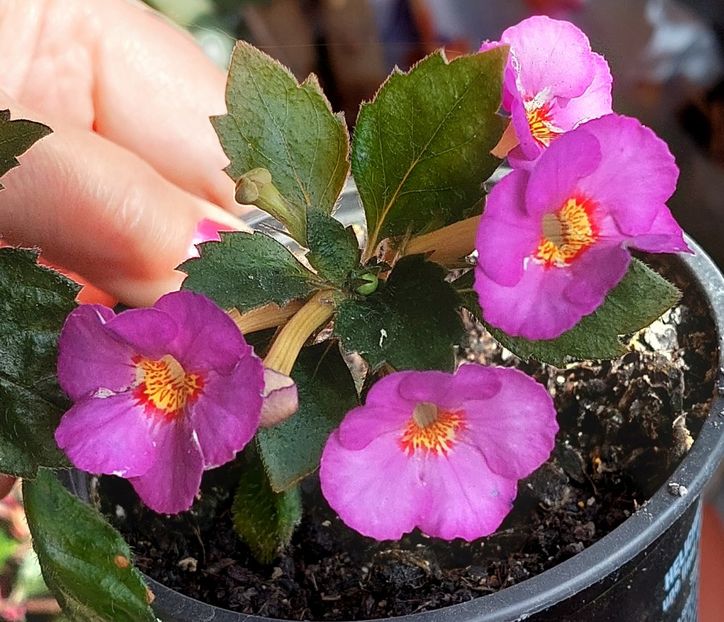 Little Lulu - AAA RIZOMI ACHIMENES DISPONIBILI -2023