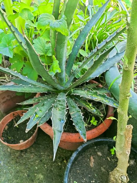 IMG20220914123830 - Septembrie 2022