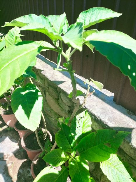 IMG20220914123546 - Septembrie 2022