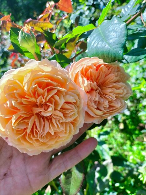 IMG20220914113856 - Septembrie 2022