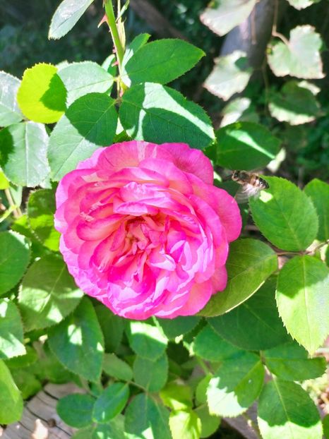 IMG20220914113805 - Septembrie 2022