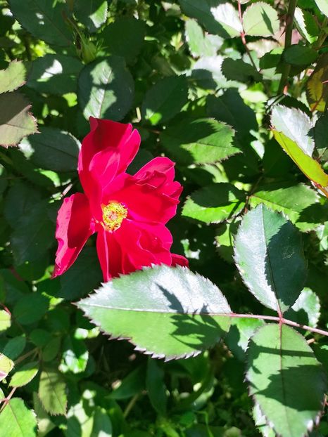 IMG20220914113730 - Septembrie 2022