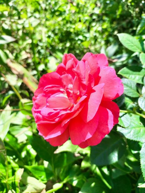 IMG20220914113725 - Septembrie 2022