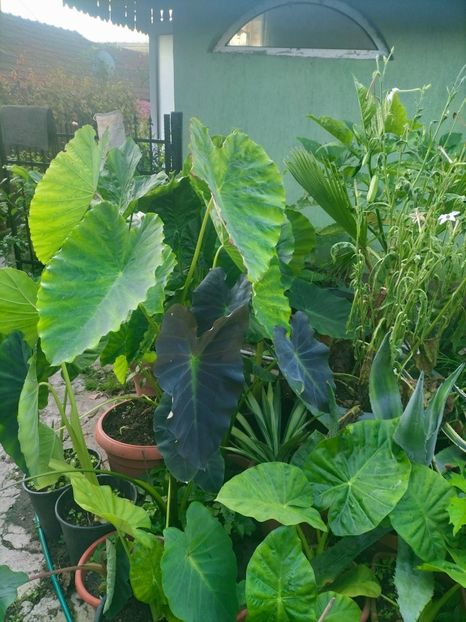 IMG20220914074734 - Septembrie 2022