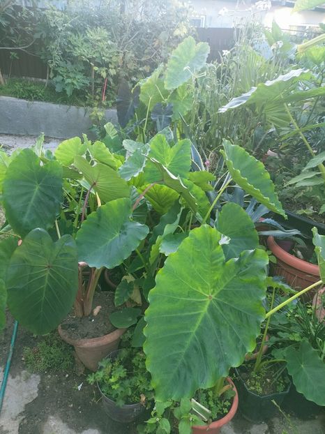 IMG20220914074723 - Septembrie 2022