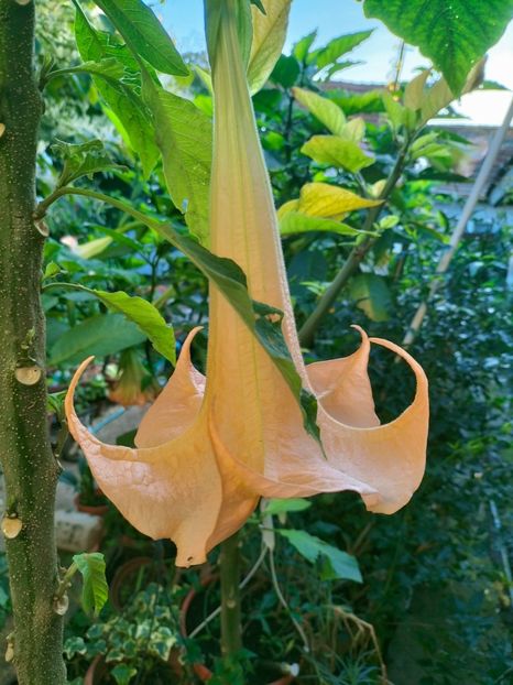 IMG20220914074214 - Septembrie 2022