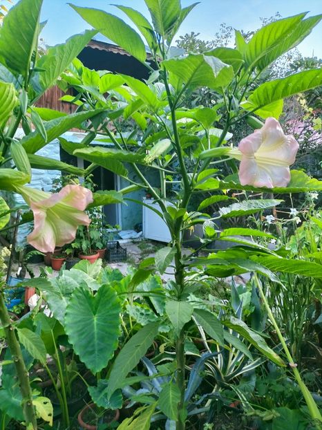 IMG20220914074149 - Septembrie 2022