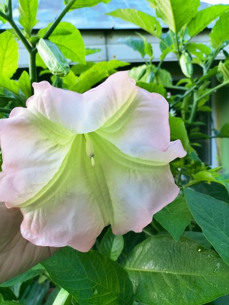 IMG20220913073948 - Septembrie 2022