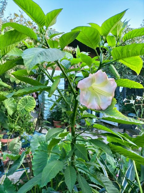 IMG20220913073931 - Septembrie 2022