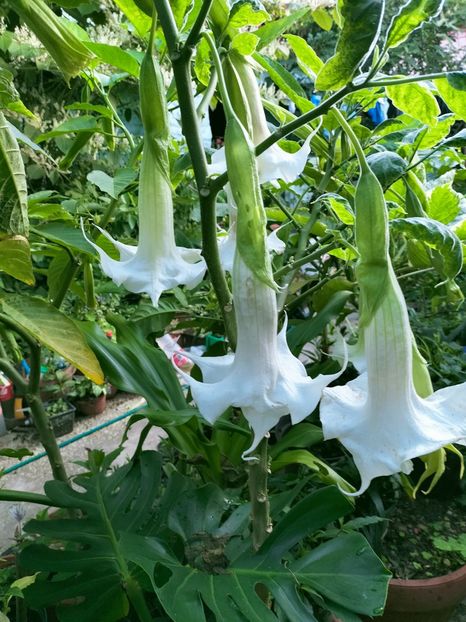 IMG20220913073915 - Septembrie 2022