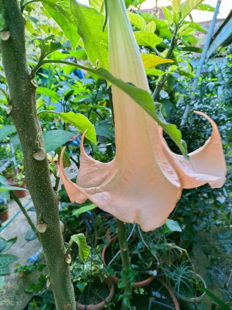 IMG20220913073904 - Septembrie 2022