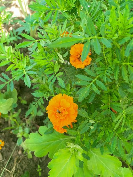 IMG20220912130428 - Septembrie 2022