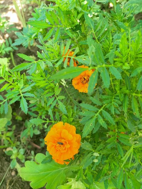 IMG20220912130424 - Septembrie 2022