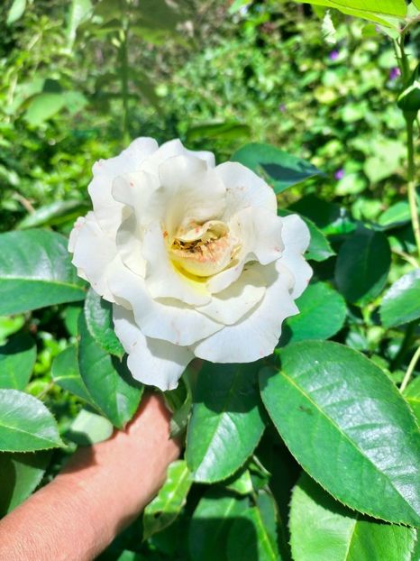 IMG20220912130347 - Septembrie 2022