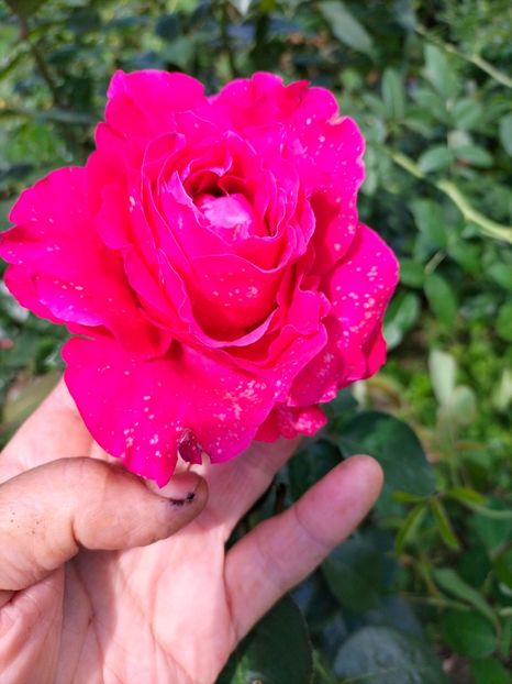 IMG20220912130332_BURST001 - Septembrie 2022