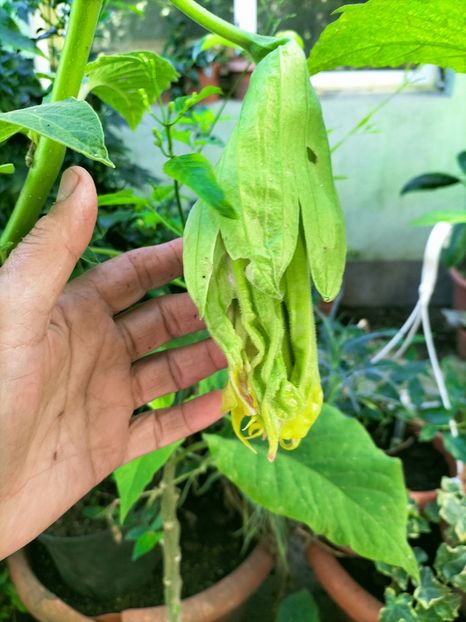 IMG20220912082550 - Septembrie 2022