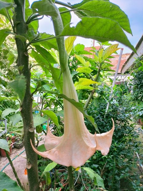 IMG20220911164923 - Septembrie 2022