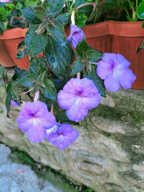 IMG20220911090811 - Septembrie 2022