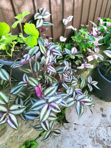 IMG20220911090807 - Septembrie 2022