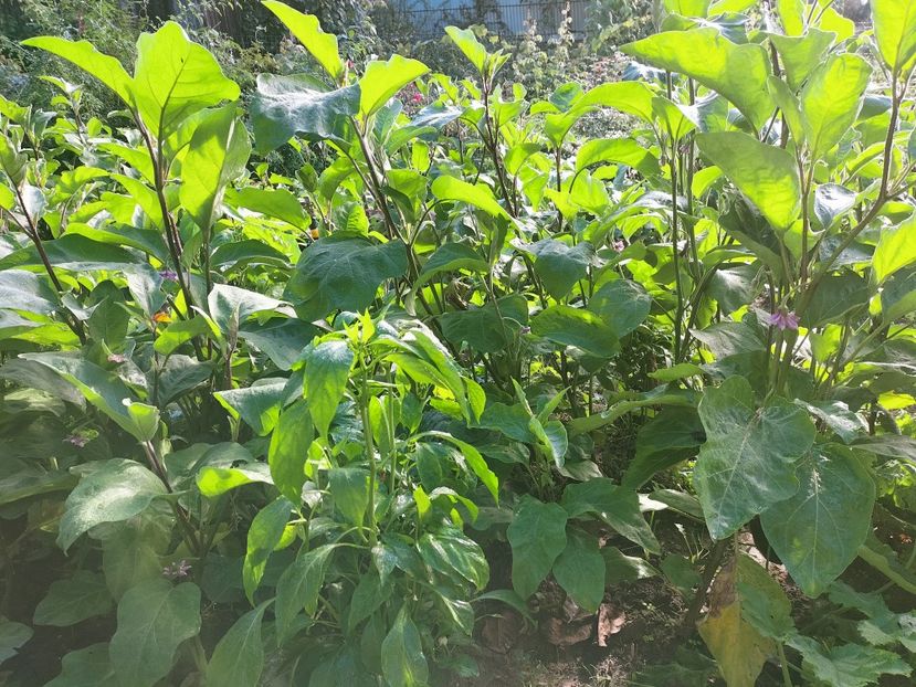 IMG20220911090458 - Septembrie 2022