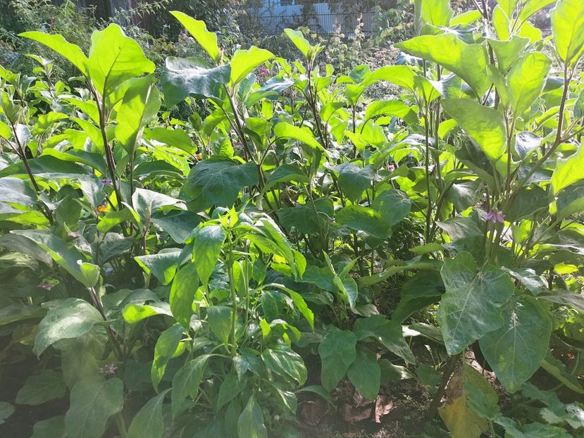 IMG20220911090456 - Septembrie 2022