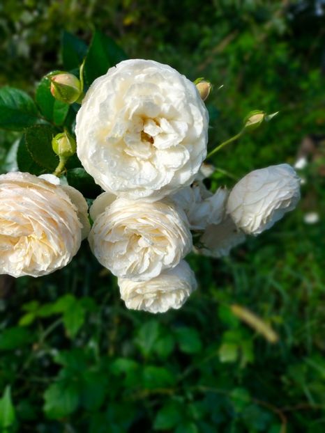 IMG20220911085812 - Septembrie 2022