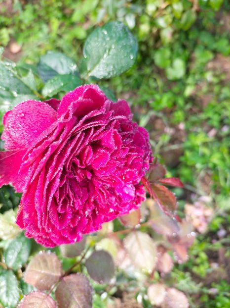 IMG20220911085716 - Septembrie 2022