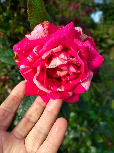 IMG20220911085706 - Septembrie 2022