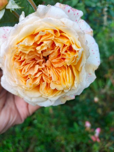 IMG20220911085650 - Septembrie 2022