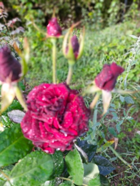 IMG20220911085644 - Septembrie 2022