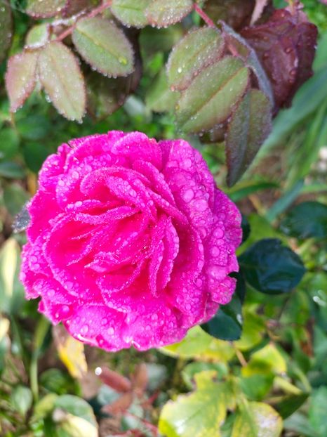 IMG20220911085638 - Septembrie 2022